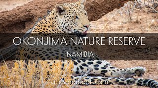 Leopards and cheetahs at Okonjima Nature Reserve Namibia [upl. by Zeeba]