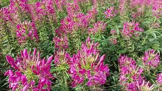 Kabloom Festival of flowers  Beautiful flowers Melbourne Australia flowers australia melbourne [upl. by Rebeka431]