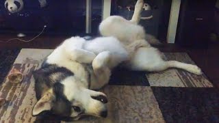 INSANE HUSKY scream out loud in public  husky throws temper tantrum [upl. by Feliks]