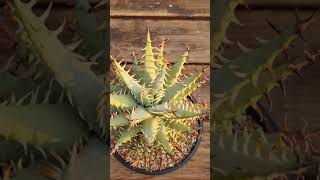 Aloe erinacea 알로에 에리나시아 아프리카식물 [upl. by Amrak]