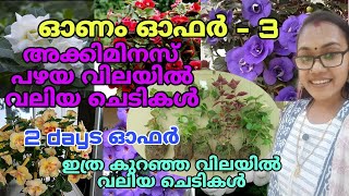 😱💥🌺 അക്കിമനസ് ചെടികൾ ഇത്രയും കുറഞ്ഞ വിലയിൽ വലിയ ചെടികൾ തരും  TipS noWreels gardening [upl. by Gnen11]