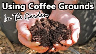 MYTH BUSTERS are eggshells and coffee grounds good for the garden [upl. by Malda]