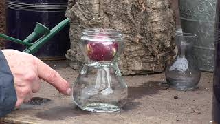 Growing Hyacinths in a vase [upl. by Combs]