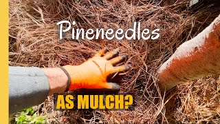 How to use PINE NEEDLES in Garden as MULCH around fruit trees and plants [upl. by Atirec]