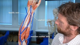 Veins of the upper limb [upl. by New386]