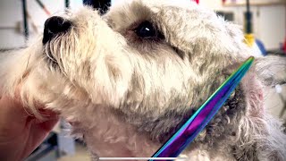 Grooming a Shih Poo Part 1 of 2 [upl. by Legna]