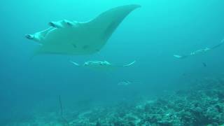 Diving Maldives Malahini Kuda Bandos MantaPoint 2017 [upl. by Hersh811]