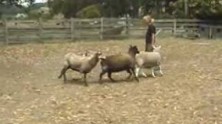 Australian Cattle Dogs Herding Sheep [upl. by Akimed]