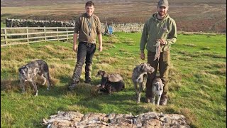 October Ferreting In the Pennines [upl. by Redle]