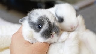 The cutest little bunnies in the world [upl. by Brandtr]