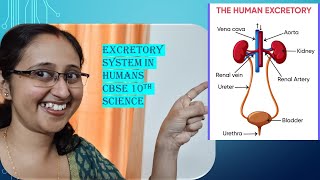 ExcretionInHumansKidneyNephronDialysisLifeProcessesCBSE10thBiology [upl. by Nazus290]