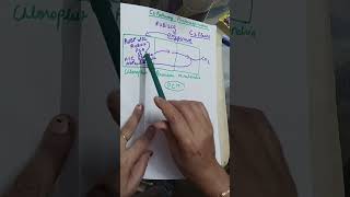 Photorespiration C2 Pathway class11 chapter photosynthesis class11 neet Ncert [upl. by Yeaton]