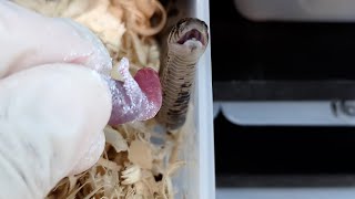 These baby hognoses love to eat [upl. by Eillil987]