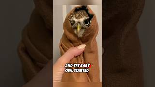 This orphaned baby owl was rescued by a kind man that had lost its mother rescue owl [upl. by Asilehs976]