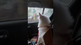 Kaun Disha main Leke Chala dog trevel youtubeshorts hindisong [upl. by Ettenaej173]