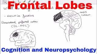 Frontal Lobes  Cognition and Neuropsychology [upl. by Vilma]