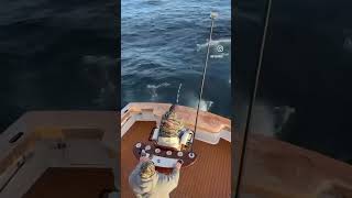 BIG Bluefin Tuna Catch on Board the Wrecker Bluefins airing out  fishing saltwaterfishing [upl. by Nae]