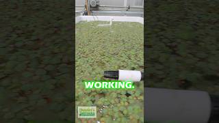 Winterizing Red Root Floaters PART 1 [upl. by Miof Mela]