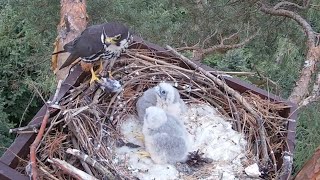 Eurasian Hobby Falco subbuteo nesting season 2023 Czechia platform no 2 part 7 [upl. by Ayotahc]