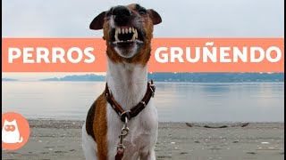 Perros gruñendo  Growling dogs [upl. by Dahsar]