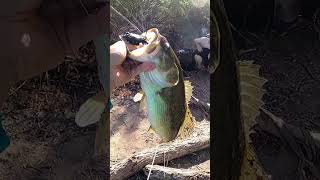 NEW TOPWATER PB 278  AZ Salt River arizona fishing bass topwater shorts [upl. by Clute5]