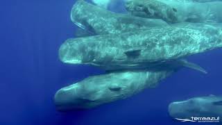 The Sound of Sperm Whales  WHALEZONETV [upl. by Frederico]