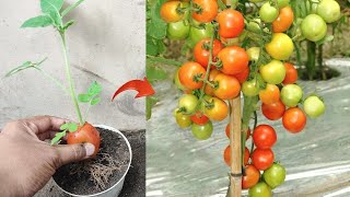 New skills Growing a tomatos tree from tomato fruit in pot [upl. by Jerrine]