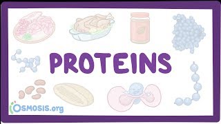 Proteins [upl. by Peder]