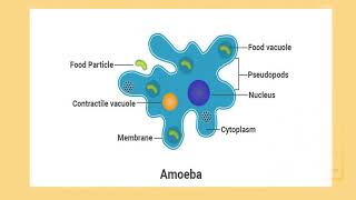 label diagram of amoeba with function [upl. by Akimot]