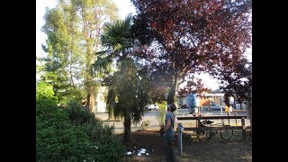 How to Spray a Big Bald Faced Hornet Nest in a Palm tree [upl. by Nnyletak]