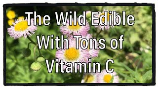 How To Identify Daisy Fleabane  Wild Edibles Season 3 [upl. by Colbye]