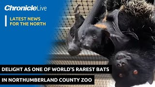 Delight as one of worlds rarest bats born in Northumberland County Zoo [upl. by Gemma]