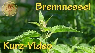 Heilpflanze Brennnessel  KurzVideo [upl. by Kcin]