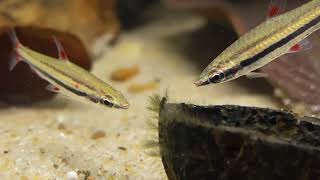 Nannostomus trifasciatus [upl. by Walker]