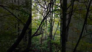 Scary Valley valley nature natureshorts naturelover jungle tree [upl. by Kahle125]