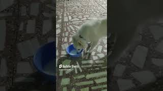 cutepuppy puppy dog dogshorts cutedog viral video short trending dogs [upl. by Jeralee860]