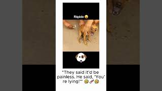 Is it true that they are lying  😂😂 dogs funnyanimals dogsofmathias777 [upl. by Torrie]