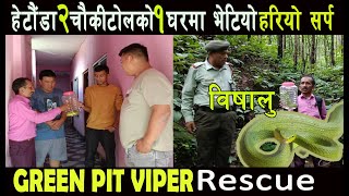 Green Pit Viper Snake  हेटौंडा २ चौकीटोलमा हरियो विषालु सर्प भेटिए पछि।यसरीभयो Snake Rescue। [upl. by Sivraj]