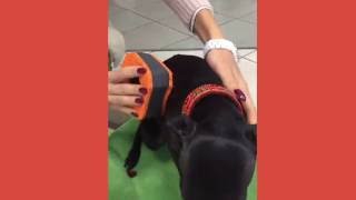 Spongina PET come si usa  how to use [upl. by Damalis]