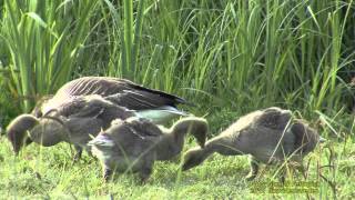 GRÅGÅS Greylag Goose Anser anser Klipp  699 SU [upl. by Llerrehc]