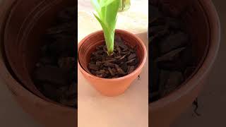 How To Propagate And Grow Bromeliads shorts [upl. by Ardie418]