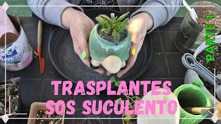 SOS suculento💗🪴🦋Trasplantes [upl. by Gawen67]