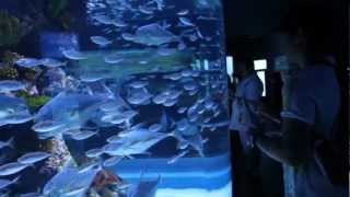 SEA Aquarium  Resorts World Singapore HD [upl. by Salkin]