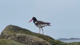 Oystercatcher birds Brighton Beach Brooklyn New York July 2024 [upl. by Einad813]