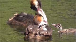 Great Crested Grebe parents feeding feathers to their young [upl. by Wayland]