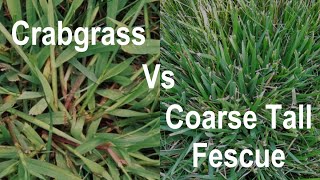 How to Identify Crabgrass In a Lawn  Crabgrass vs Coarse Tall Fescue  Problem Grasses [upl. by Anahtor]