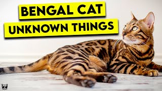 These Are The Top Things You Need To Know About Bengal Cats [upl. by Yeorgi664]