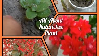 Care of Kalanchoe Flowering plant How to Grow N Care of Kalanchoe plantGrow Kalanchoe Kalanchoe [upl. by Natsyrt]