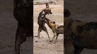 Cape Hunting Dogs playing MalaMala Game Reserve South Africa wildlife africansafari animals [upl. by Eidoc925]