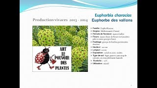 Euphorbia characias Euphorbe des vallons plante vivace [upl. by Bashemeth]